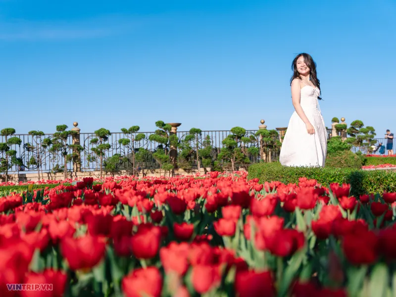 tulip ruc ro mau do da nang ba na hill vintrip.png